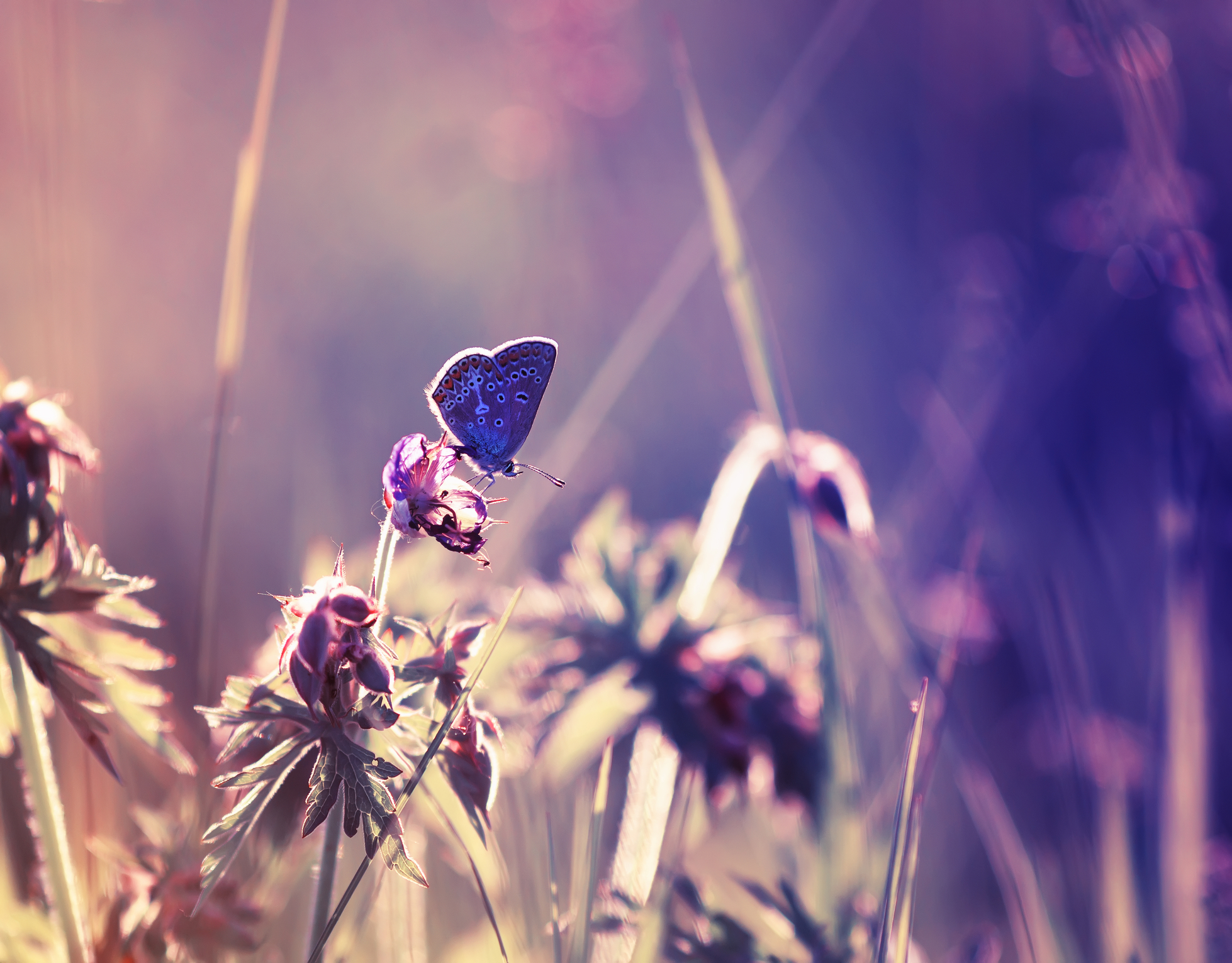 Butterfly-purple